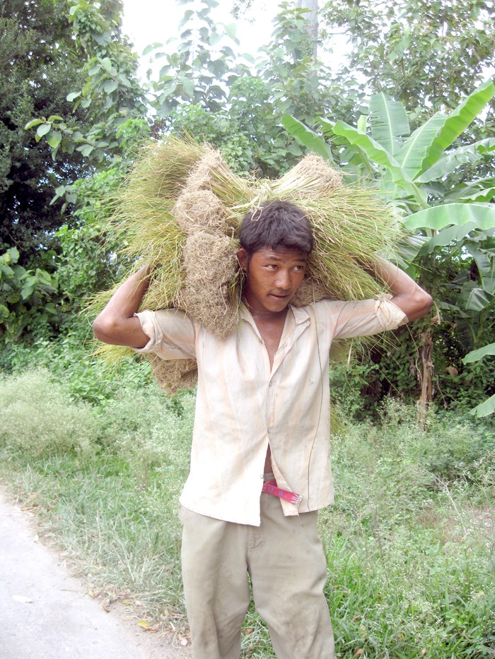 Raju Tamang, a farmer from Dhansiripar block in  Dimapur, carries rice saplings to be planted in the fields. With the scanty rainfall Nagaland has received this year, farmers are having sleepless nights as parched fields, weed and the hot scorching sun are putting crops at stake. (Morung Photo)